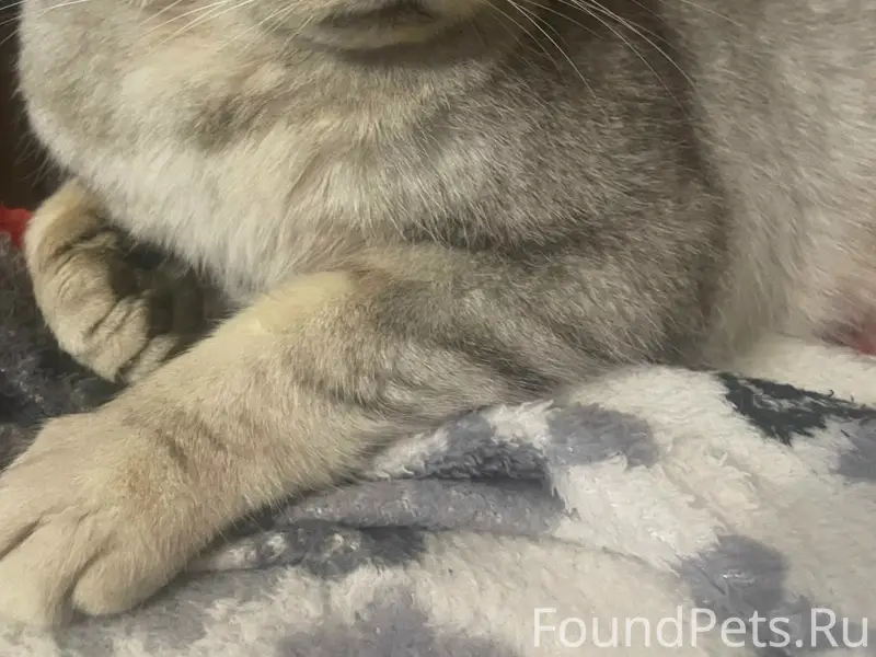 Найдена кошка Солнышко