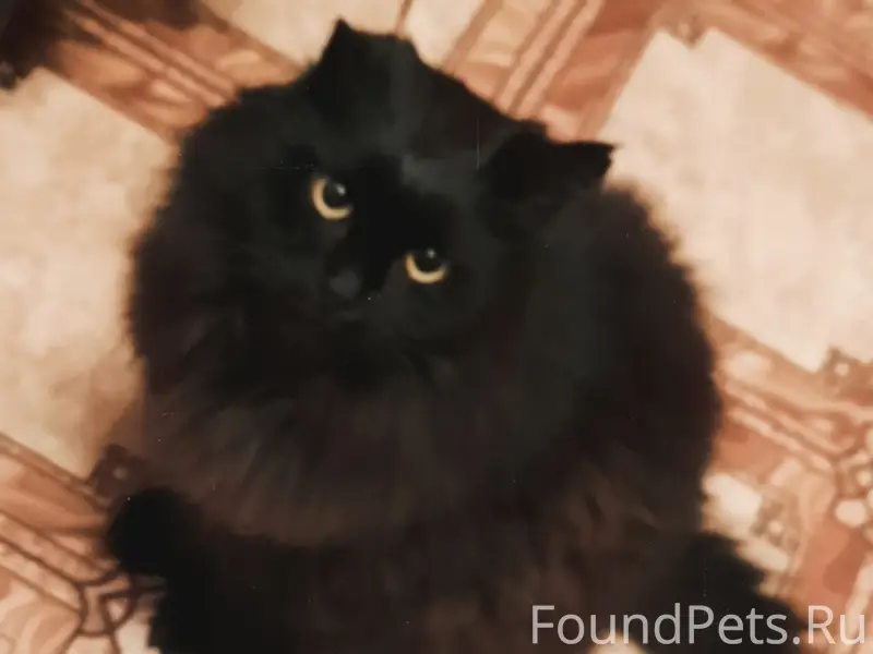 Пропал чёрный кот Вася, Гаврилова 1В