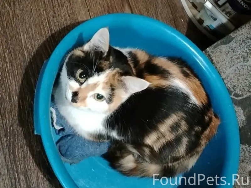 Пропала кошка, посёлок Куяр