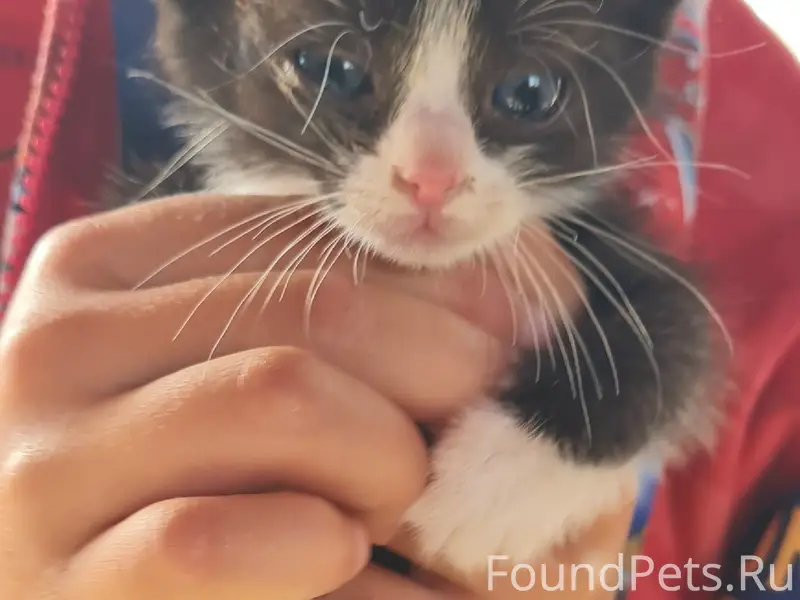 Найдены котята, похожи на вислоухих, [место не указано]