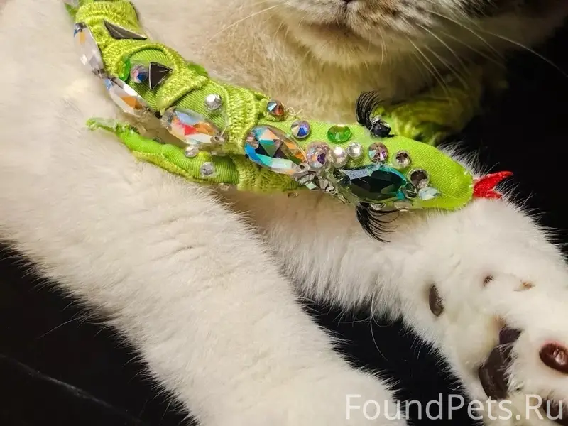 Пропала кошка, деревня Хвощевка