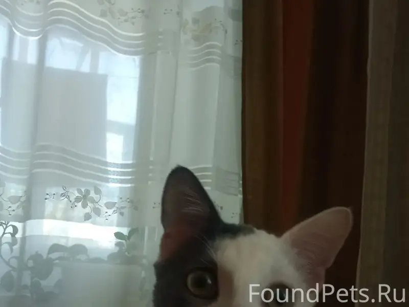 Пропал кот, улица Колхозная
