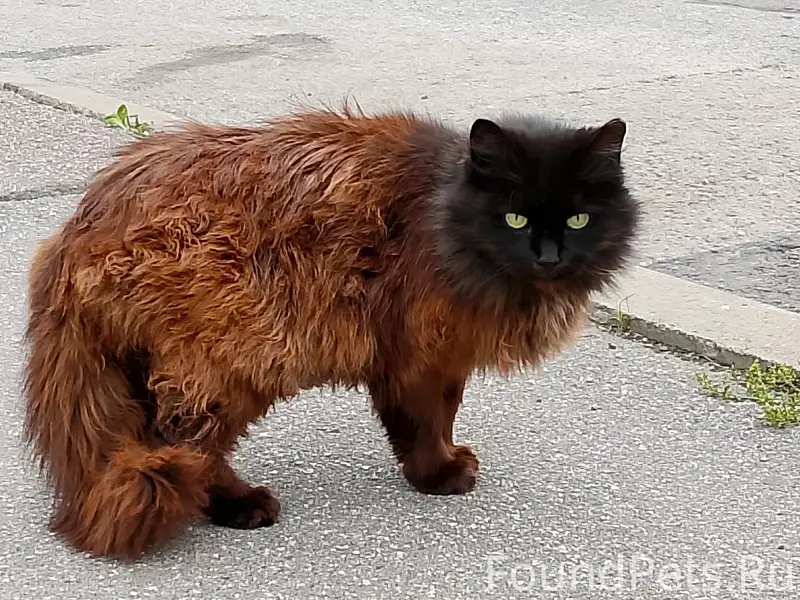 Найдена кошка, Косыгина