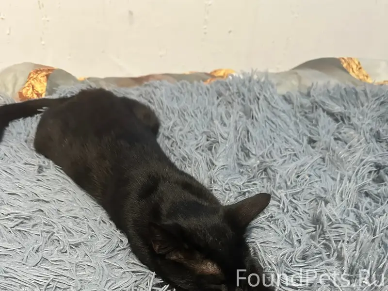 Пропала кошка Котя, Гагарина