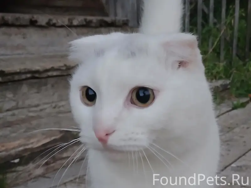 Пропал кот Матвей, С. Ижма