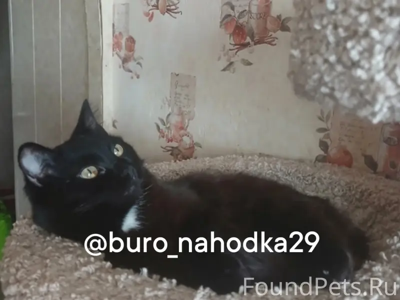 Пропала кошка Шоко, Ул. Первомайская