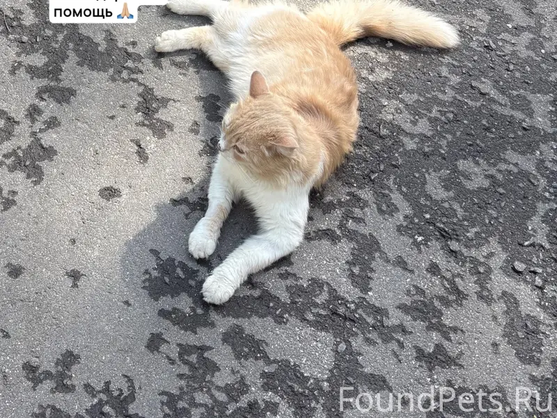Пропал кот