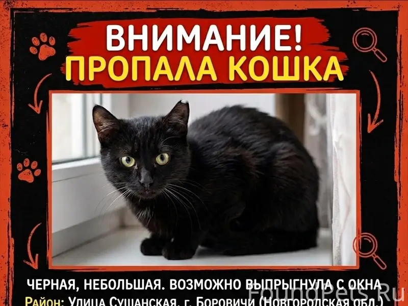 Пропала чёрная кошка, район Сушанской