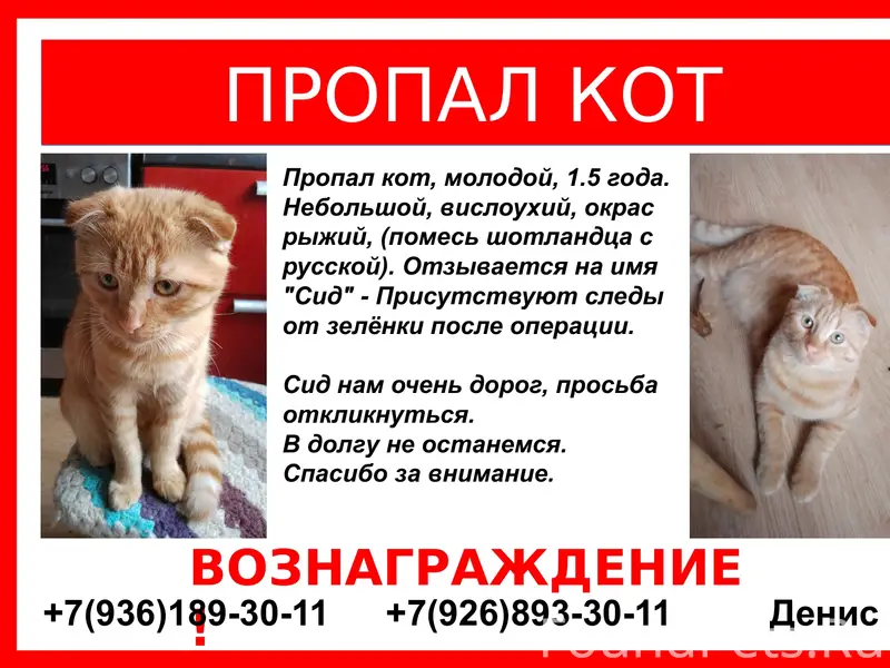 Пропал рыжий метис Сид, Ардыбаш
