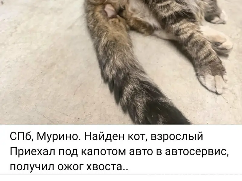 Найден кот, предположительно с Петровского бульвара