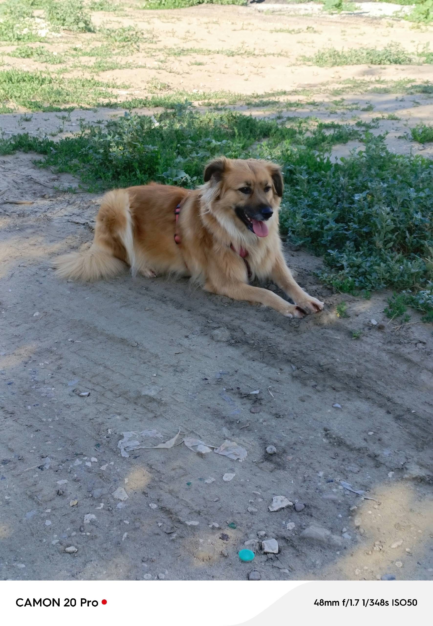 Пропала собака, 