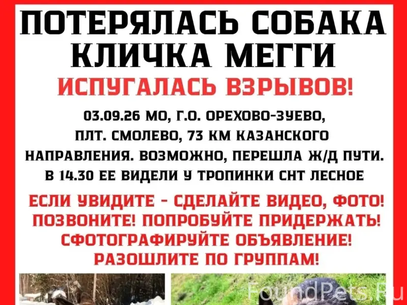Пропала собака