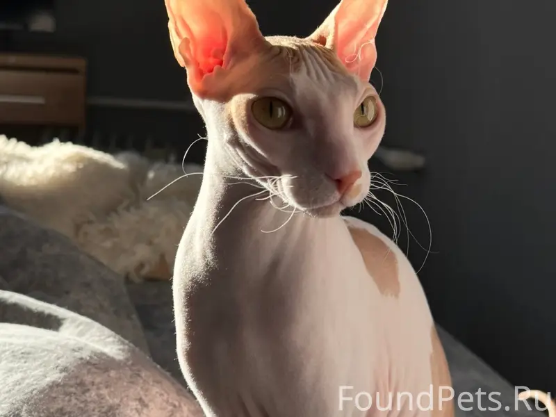 Пропала кошка Рози, Восточный район