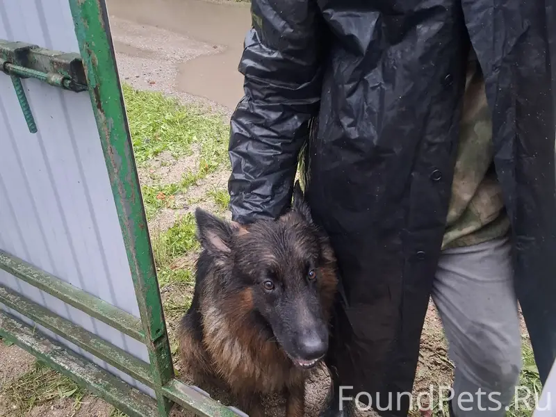 Пропал пёс, Баранково, снт Берёзка 2