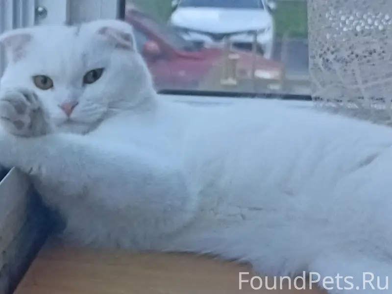 Пропал кот, ЖК Вишнёвый