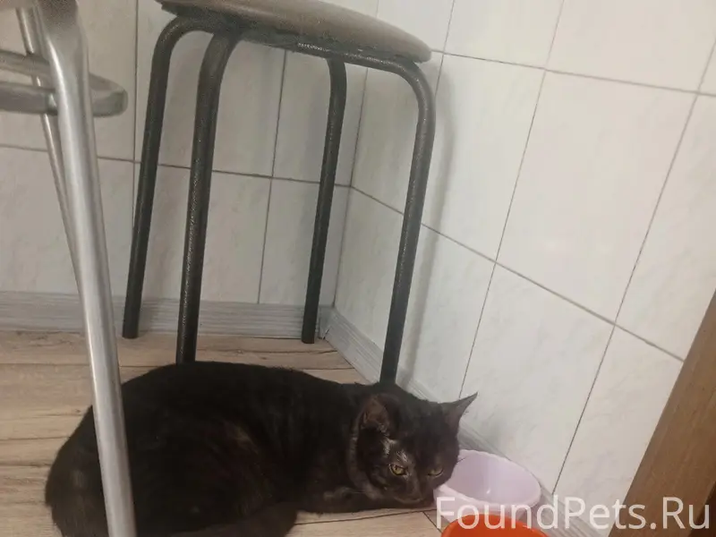 Пропал кот темно-серого окраса, Ленинградская набережная