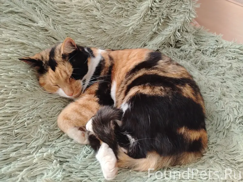 ИЩУ КОШКУ! Потерялась со двора дома. ОЧЕНЬ ПРОШУ ПОМОЩИ! 