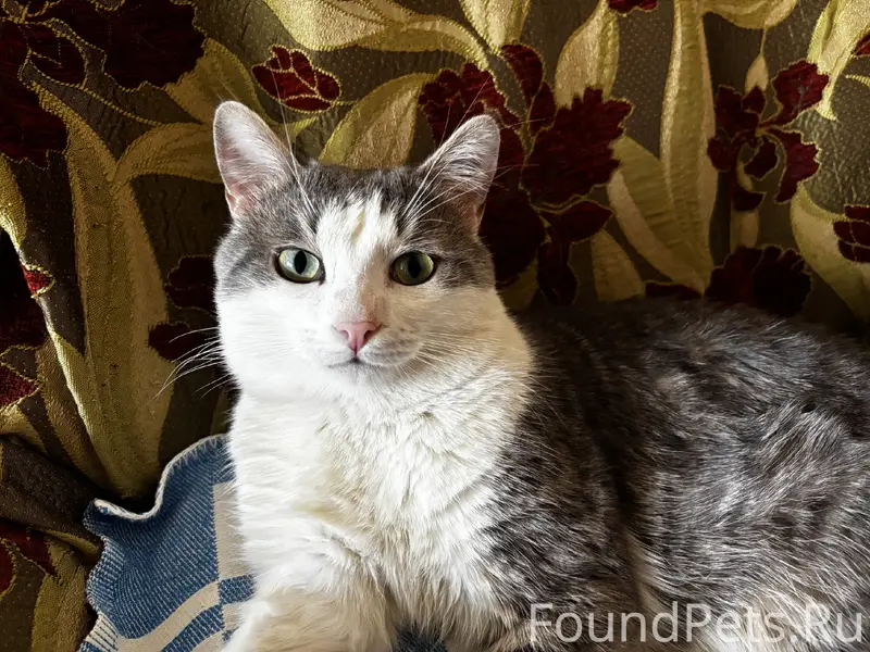 Пропал кот Барсик, Иглино