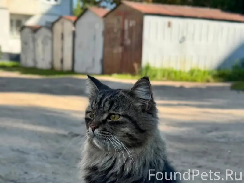 Найдена кошка у дома Сиреневая