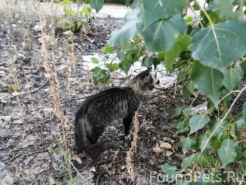 Найдена молодая кошка/кот.