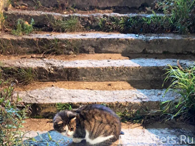Найдена кошка, Петрозаводская, 32