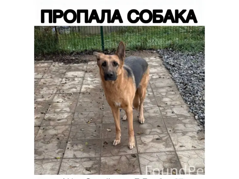 Пропал пёс Малый, Сипайлово