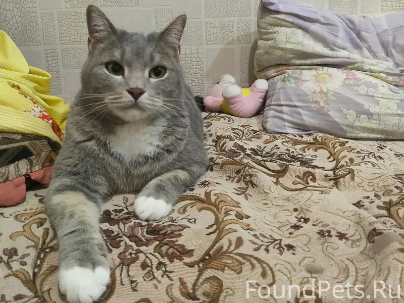 Пропал кот, СНТ Дары Сибири