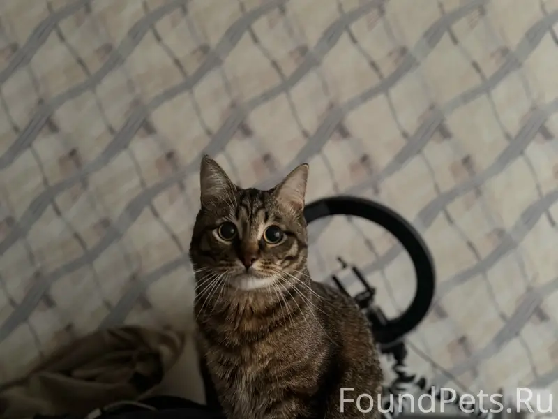 Пропал кот, Оплеснина 22