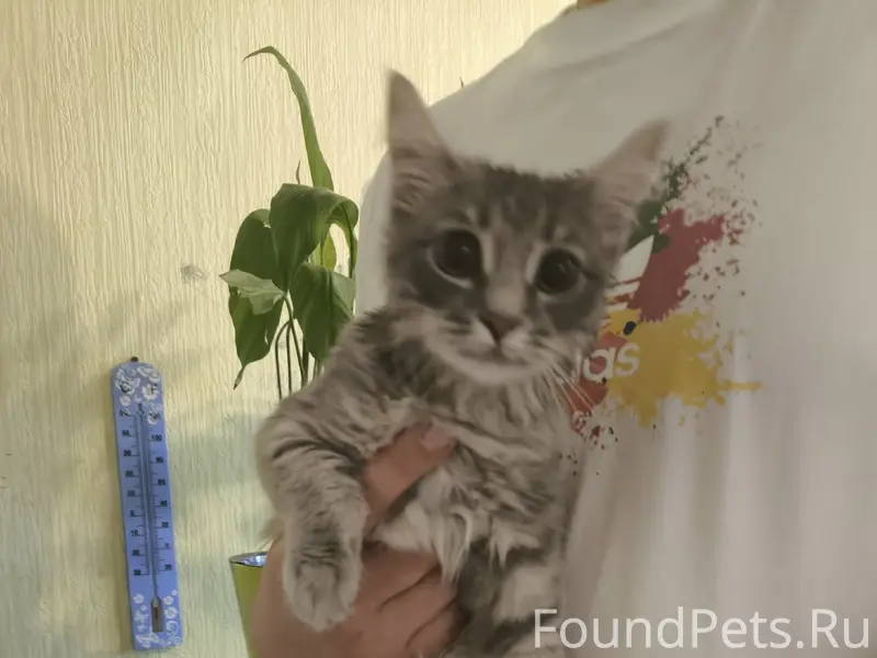 Найдена маленькая кошечка, проезд Сиреневый