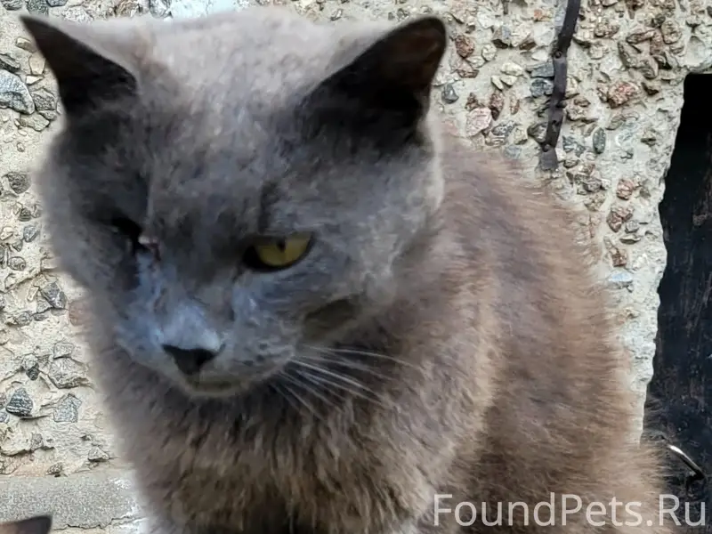Пропал уличный кот, 11 микрорайон