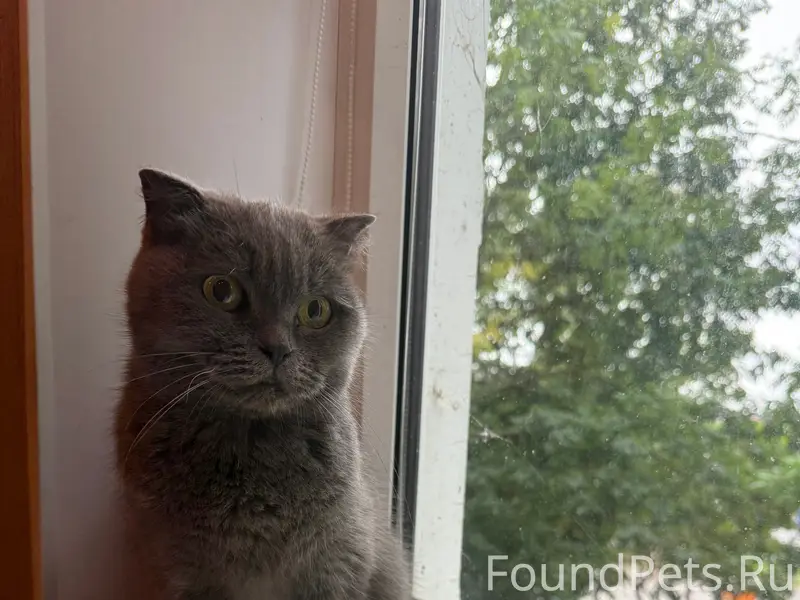 Найдена кошка, Буденого 19