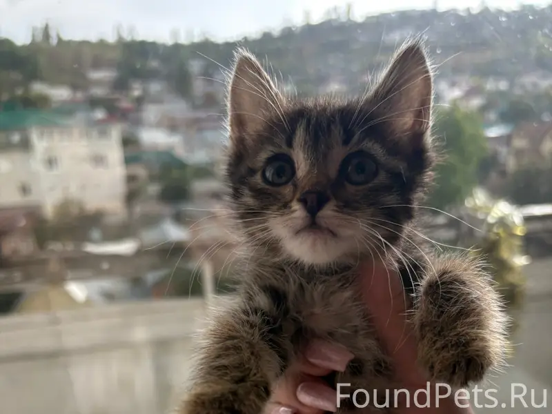Найдена маленькая кошка, без дома