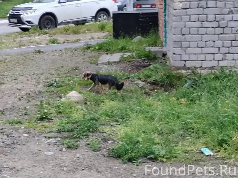 Пропала собака Йоркширский терьер, Североморск 3