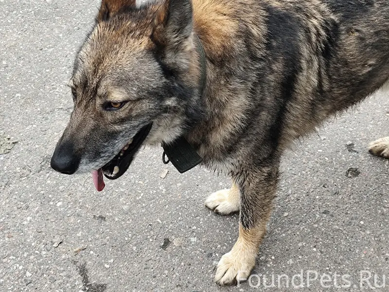 Найден пёс, остановка Чернево