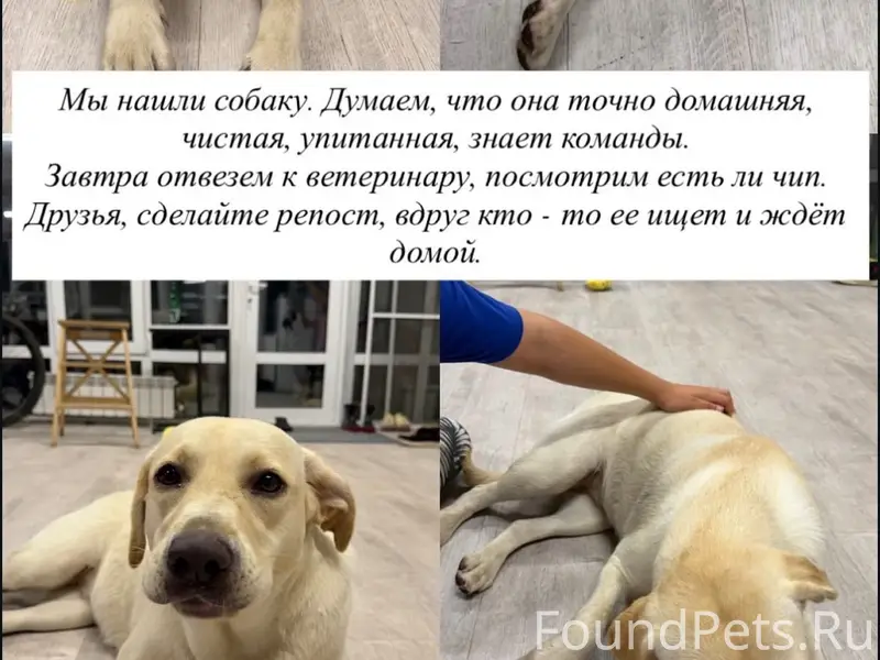 Найден лабрадор, Кугеси, Тренькасы, Атлашево