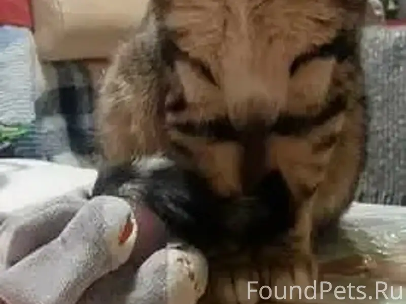 Пропал кот Котий, ЮАО, Чертаново Северное
