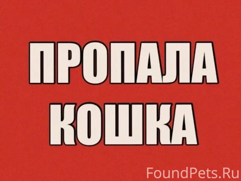 Пропала кошка Ласка, район проспекта России