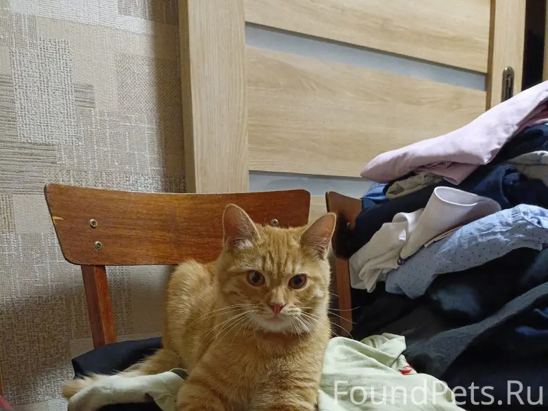 Пропал рыжий котёнок Вася, Богданово