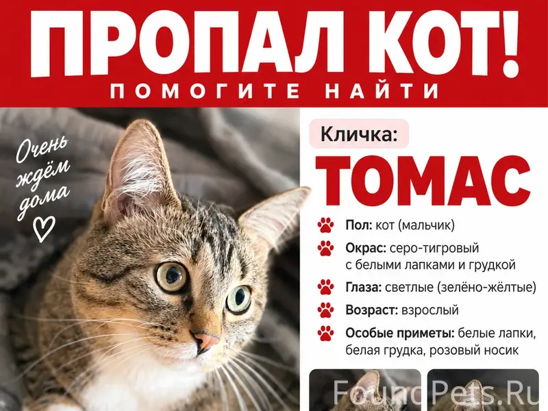 Пропал кот Томас, частный сектор между Солнечным и Расково
