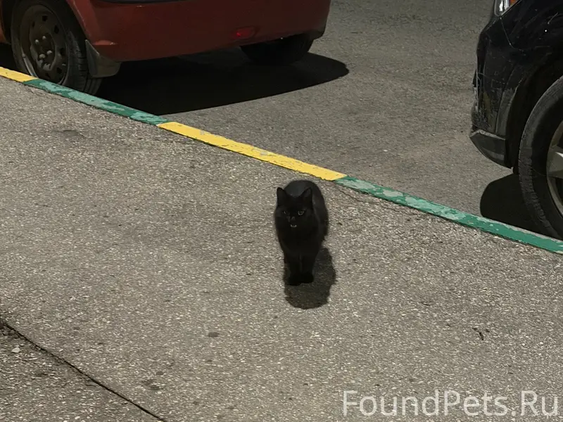 Найдена кошка, Верхние Печёры