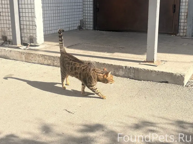 Найден кот, неизвестное местоположение