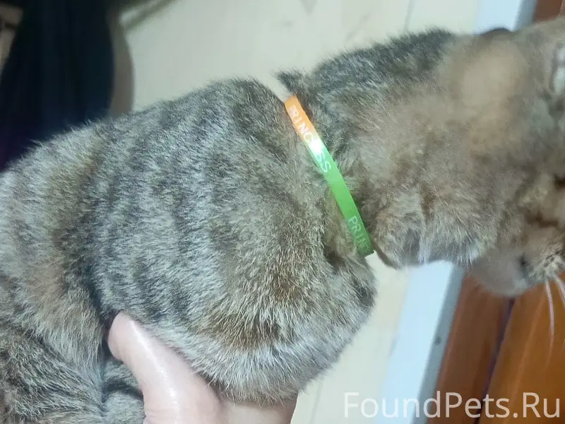 Найдена кошка с браслетом Princess, Южная улица
