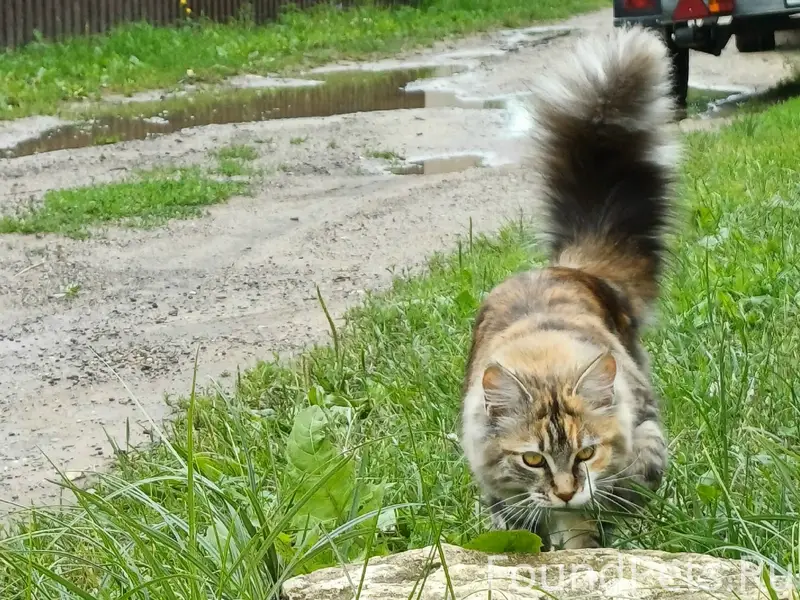 Пропала кошка Буся, Роговое поле