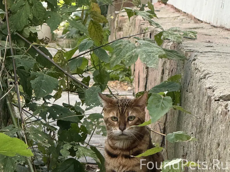 Бенгальская кошка 
