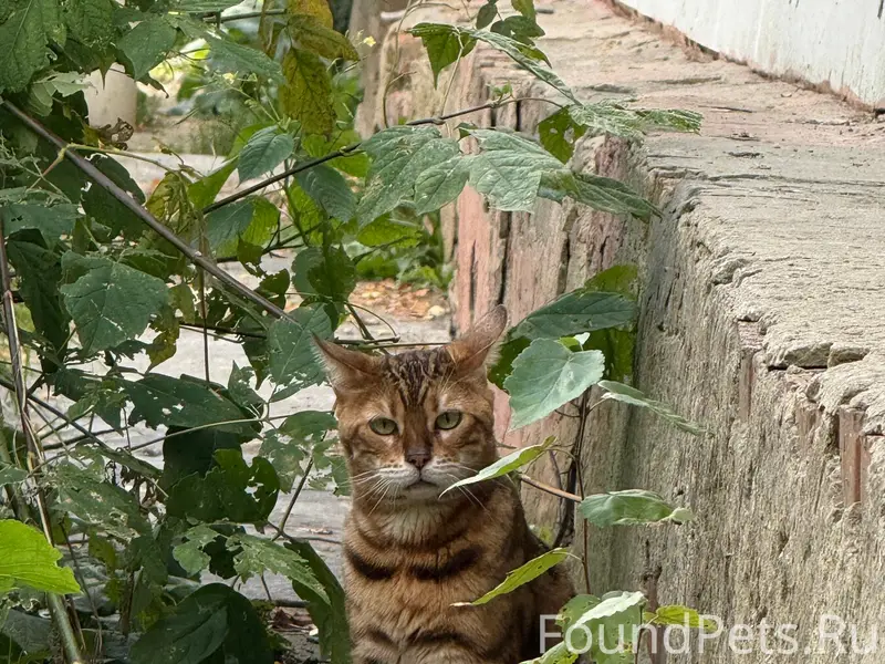 Найдена бенгальская кошка, Северный район, Калуга