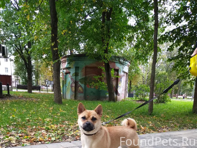 Найден пёс, местоположение неизвестно
