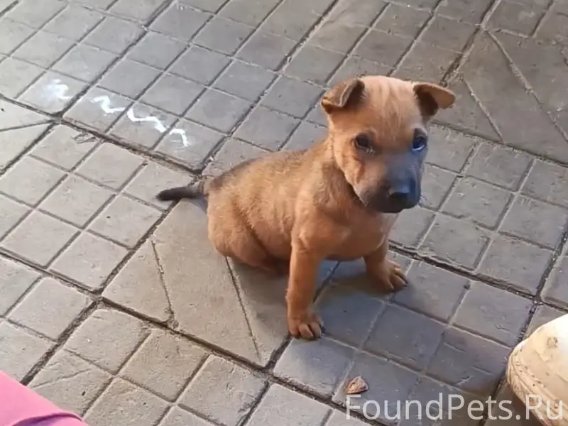 Пропала девочка шарпей Джулия