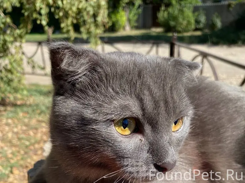 Пропал вислоухий кот Добби, Новоселово