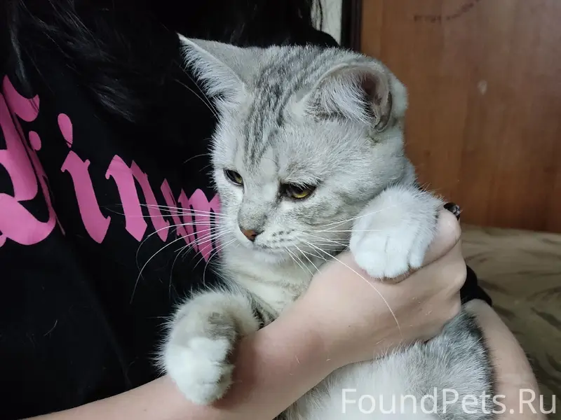 Пропала кошка Исушка
