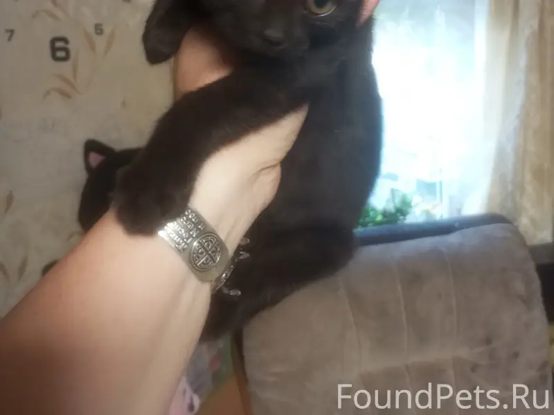 Найден котёнок, м. Легенда